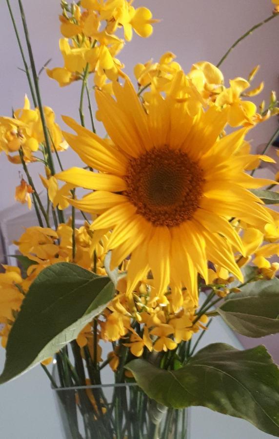 Il Girasole Del Lago 피에딜루코 외부 사진